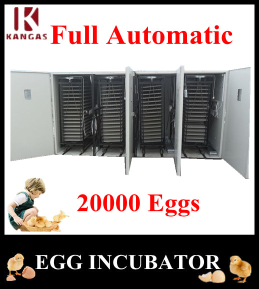 Holding 19712 eggs automatic egg incubator